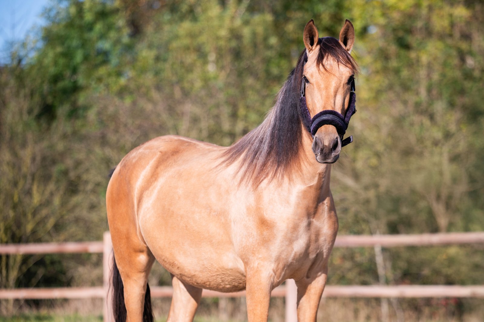 Cayetana