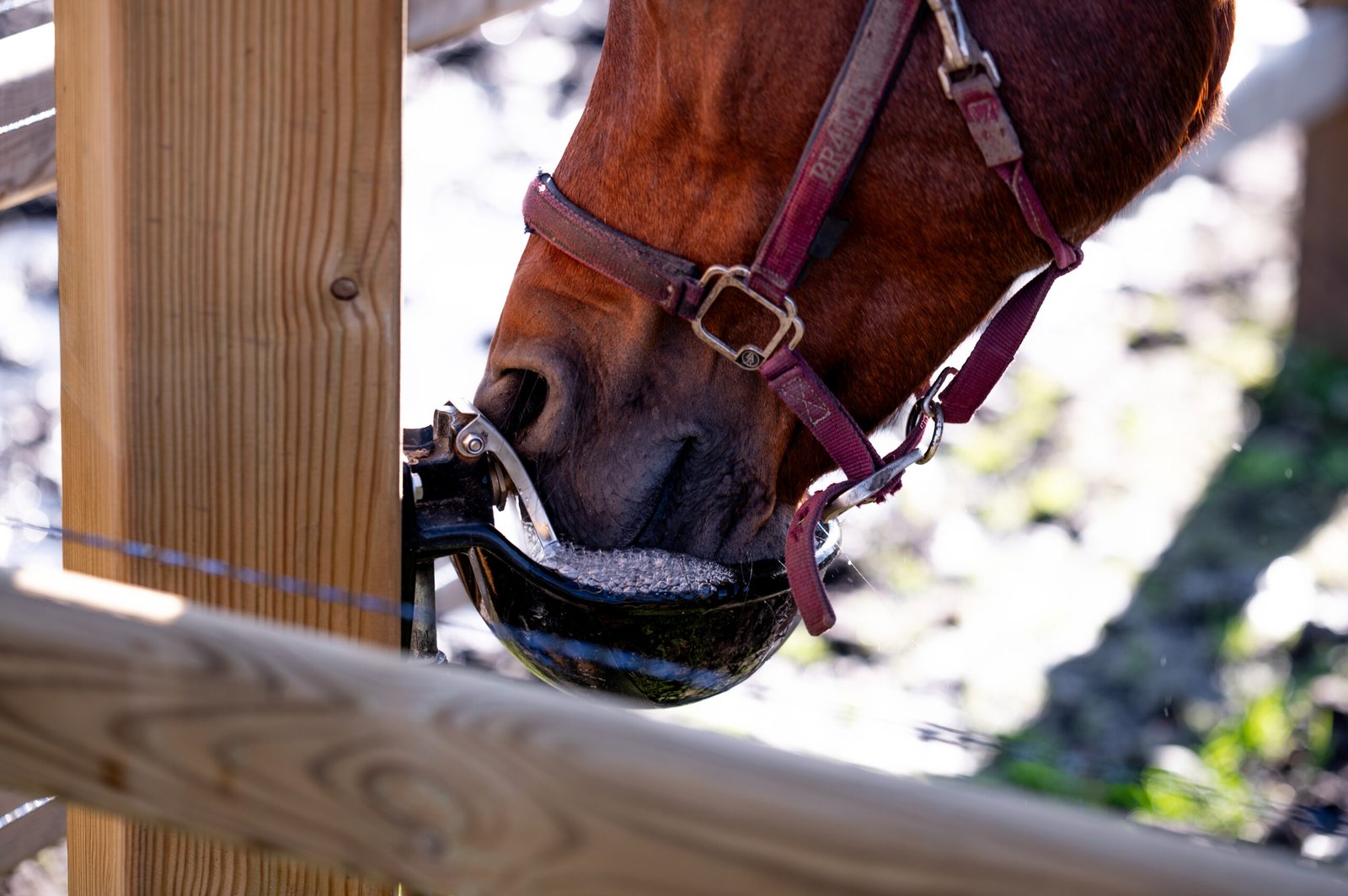 Accomodatie - Paddocks